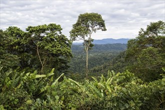 View of the forest habitat in the foothills