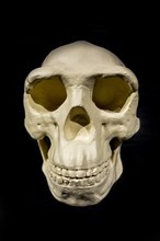 Replica of the skull of Peking Man