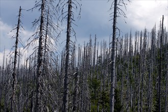 Dead forest on the Lusen