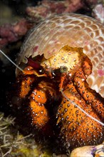 White-spotted hermit crabs
