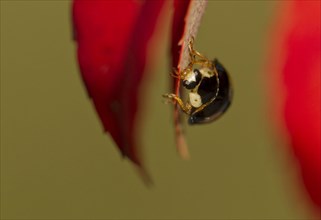 Asian Ladybird