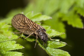 Alderfly