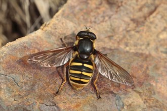 Hoverfly