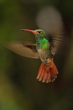 Rufous-tailed azily