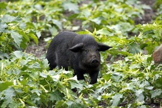Mangalica pig