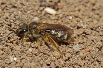 Common sand bee