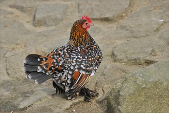 Feather-footed bantam
