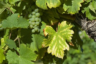 Symptoms of magnesium deficiency on vines in fruit in the Gironde