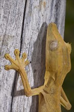 Bamboo flat-tailed gecko