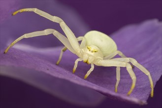 Variable crab spider