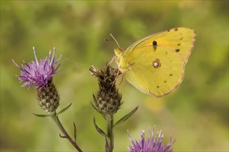 Cloudy dark clouded yellow