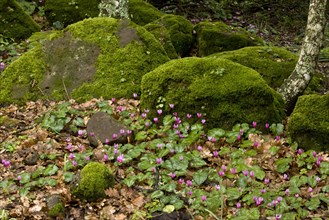 Repand Cyclamen