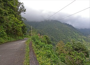 View of the road through prime forest