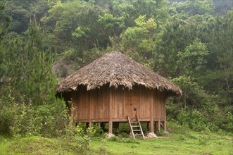 Thatched hut in montane tropical forest