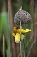 Yellow-bellied weaver