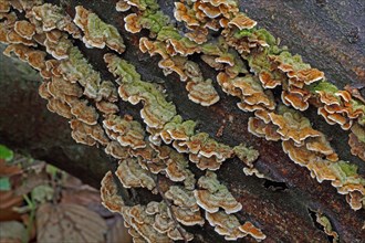 Velvety layer fungus