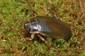 Large diving beetle