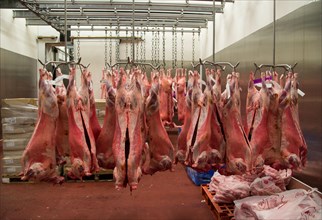 Slaughterhouse hanging lamb carcasses