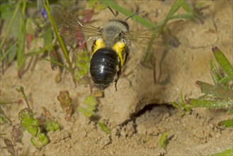 Solitary digger bees