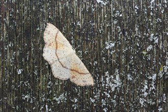 Spotted Oak Girdlewing Moth