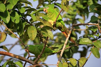 Blue-capped Parakeet