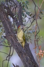 Levaillant's Woodpecker