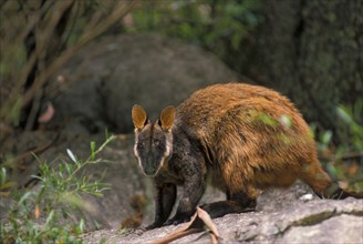 Brush-tailed Rock Kangaroo