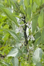 Black bean leaf aphid