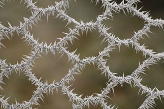 Ice crystals from hoarfrost on rabbit nets