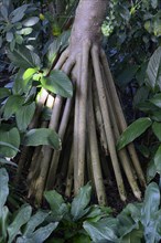 Stilt roots of the common screwpine
