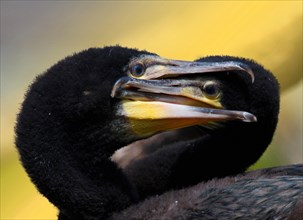 Young cormorants
