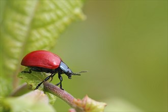 Red poplar leaf beetle