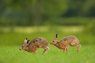European hare