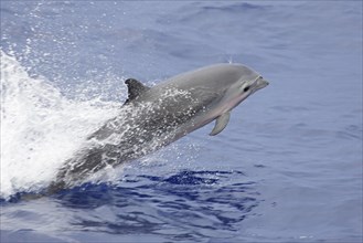 Adult fraser's dolphin