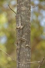 Frilled frill-necked lizard