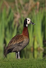 Widow Whistling Duck