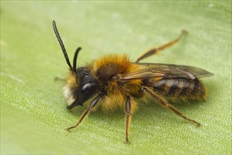 Andrena armata