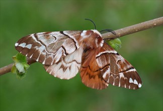 Kentish Glory Moth