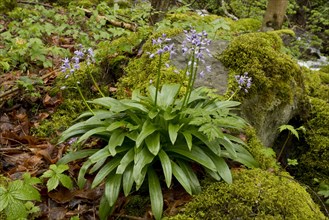 Flowering Pyrenean Squill