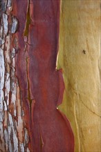 Pacific Madrone