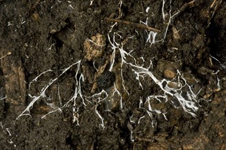 Branched threads of fungal mycelium in organic soil
