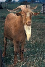 Domestic goat Golde