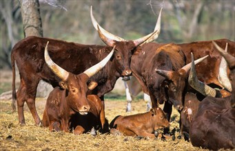 Red Ankole cattle Watusi cattle
