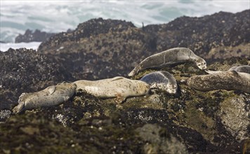 Pacific common seal