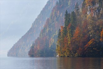 Mixed forest on the mountainside along Lake Koenigsee in autumn in Berchtesgaden National Park