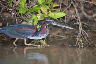 Agami heron