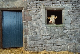 Cow looking through the window of a stone cow shed