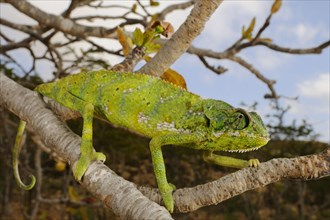 Socotra Chameleon