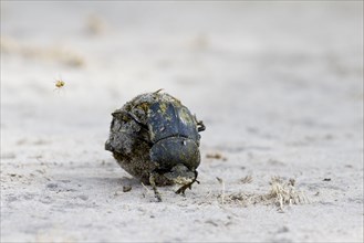 Adult dung beetle