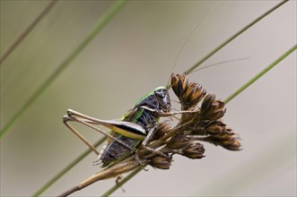 Bog Bush-cricket